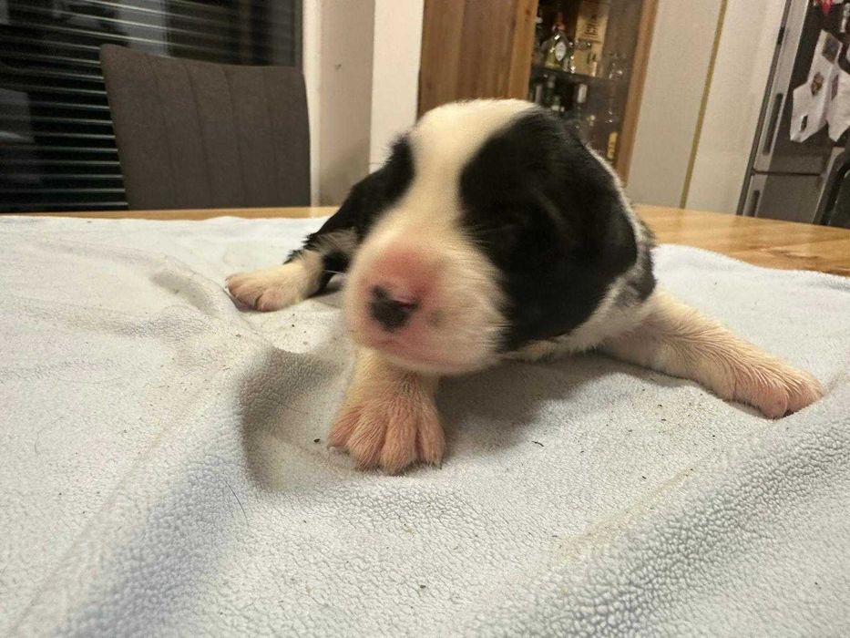 Border Collie suczka biało czarna