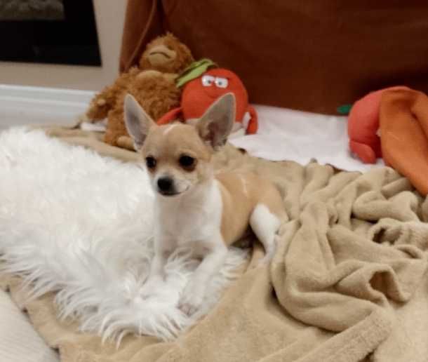 Chihuahua dziewczynka