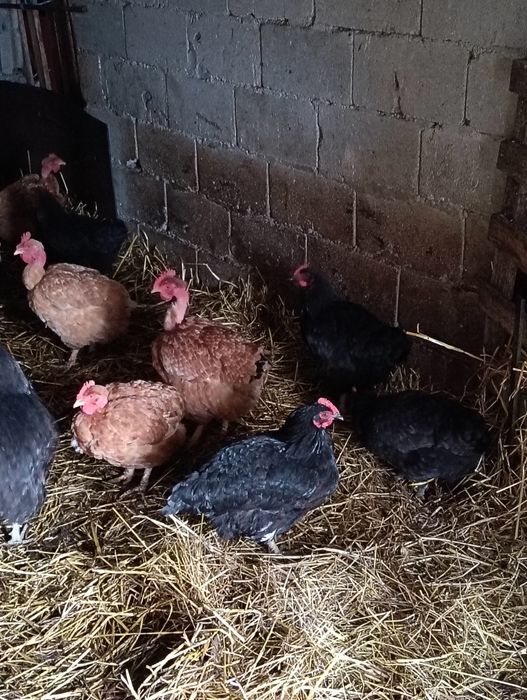 Galinhas caseiras