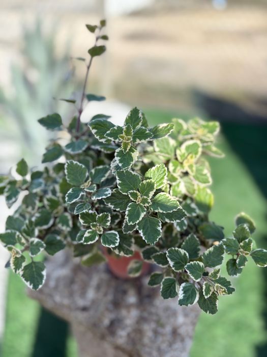 Suculentas Orbea variegata, Crassula, Aeonium, outras
