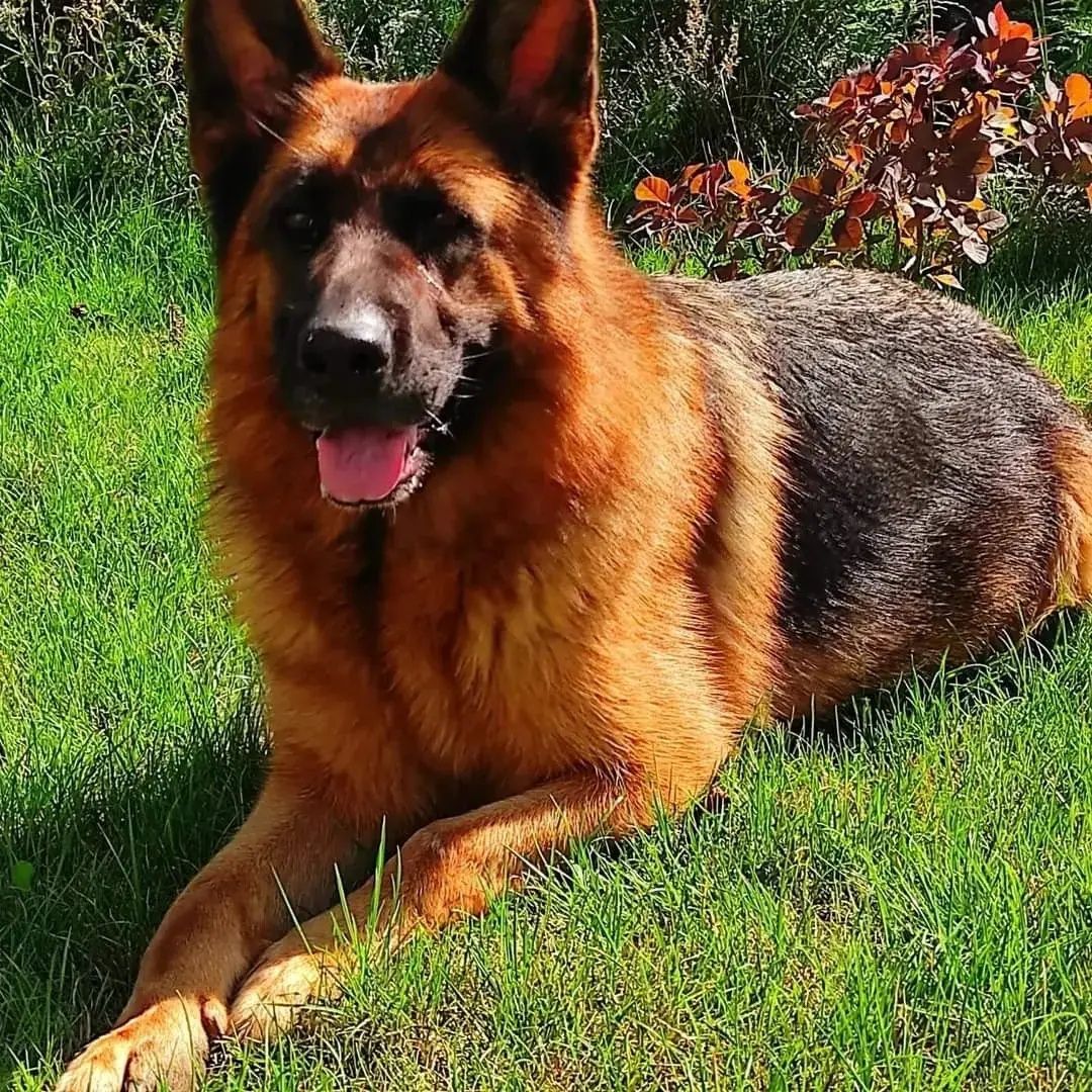 Szczeniak owczarek niemiecki