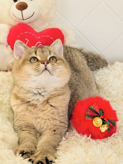 Британська золота шиншилла