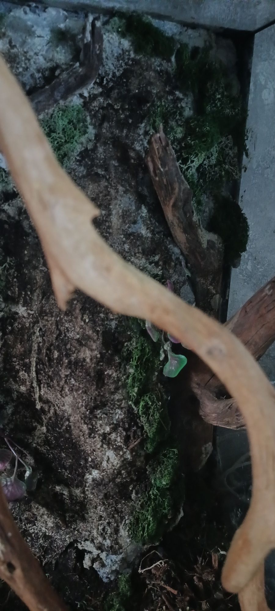 Terarium dla gekona etc.