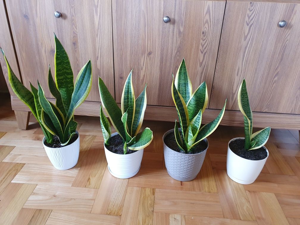 Sansewieria (szable) - rośliny doniczkowe