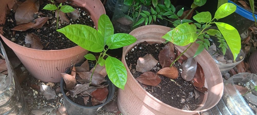Planta maracujá roxo