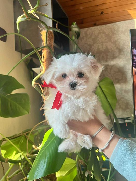 Maltańczyki - urocze szczeniaki szukają nowego domu.