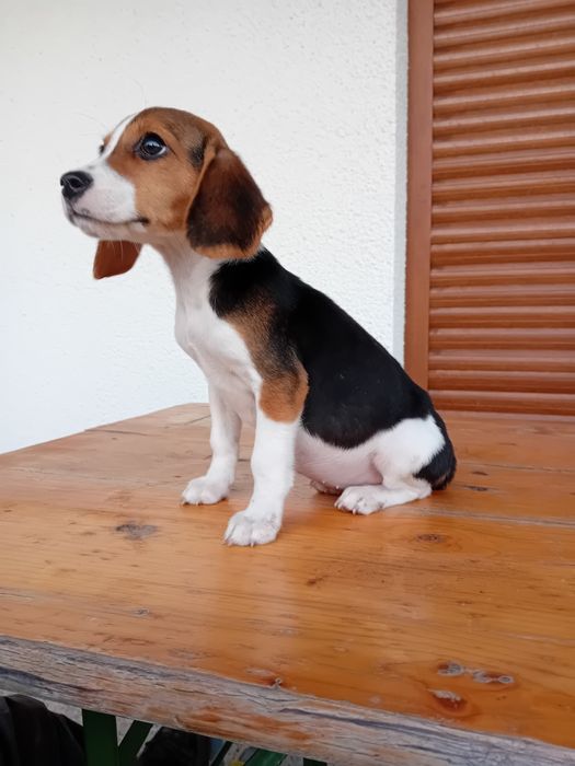 Beagle tricolor top