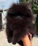 Pomeranian szpic miniaturowy FCI zkwp Dolar