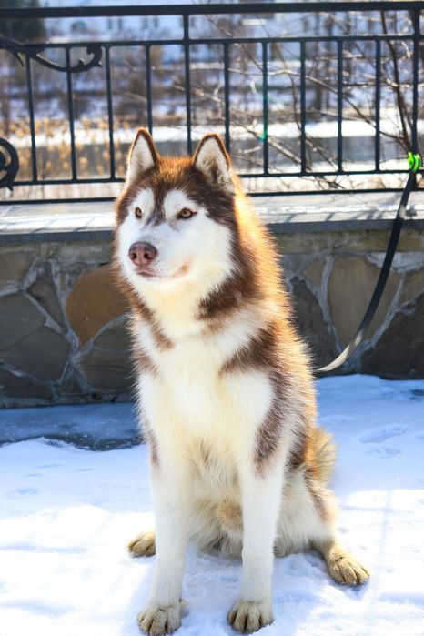Сибірський хаскі,кобель з титулами