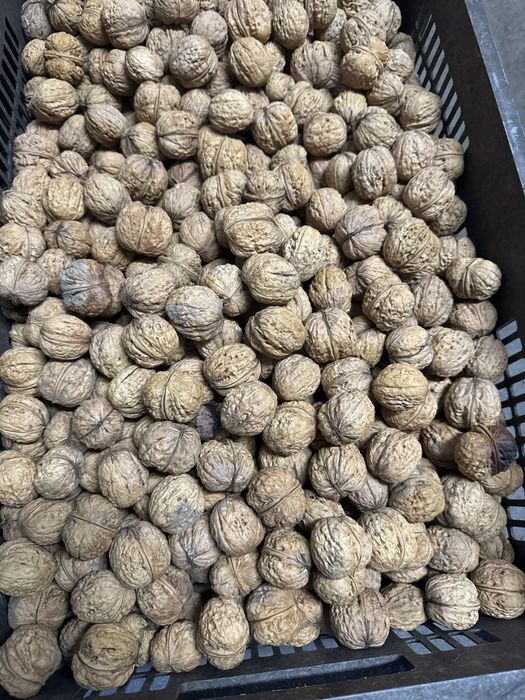 Sprzedam orzechy włoskie