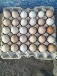 Продам инкубационные яйца..