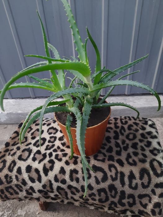 Алое комнатный лечебный