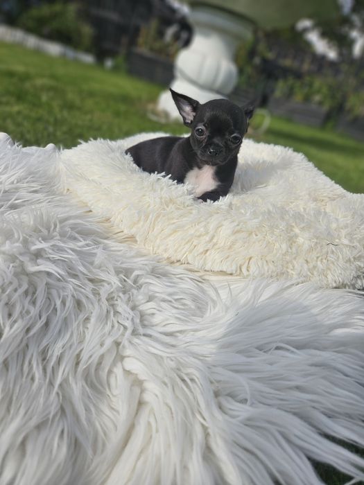 Suczka chihuahua