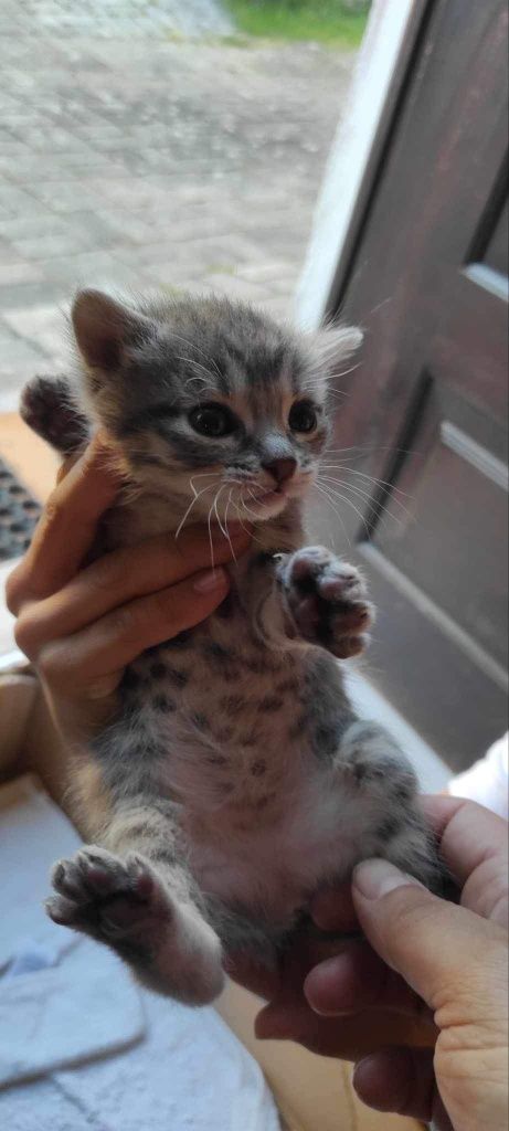 Gatinhos bebés para adoção responsável