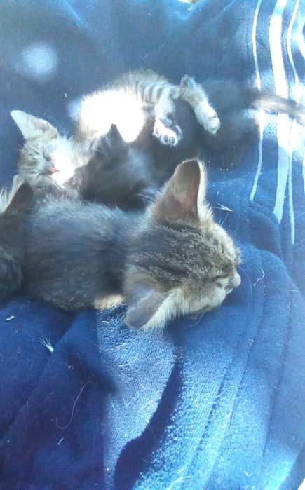 Кошки  переселенцы.