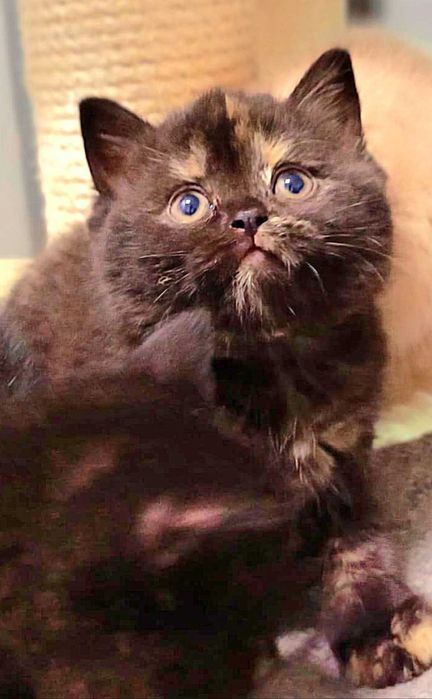 Kot Brytyjski   Rodowód PZF/WCF