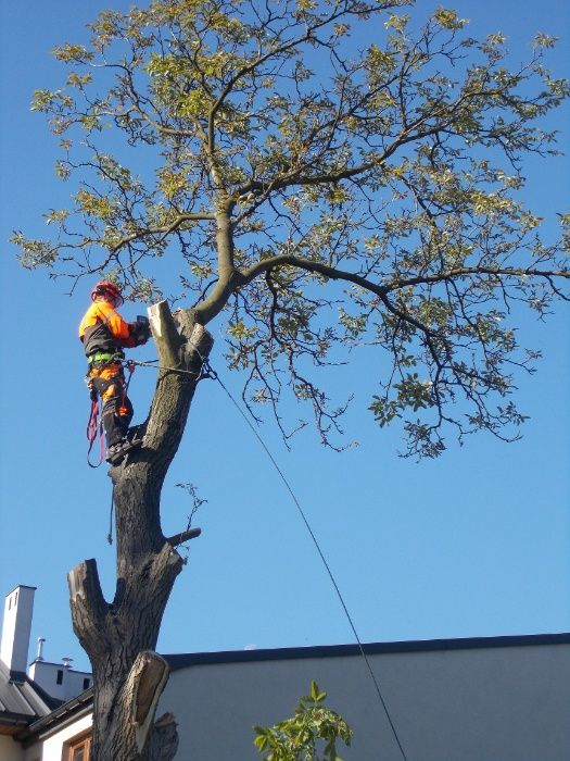 Usuwanie likwidowanie frezowanie karczowanie pni Tuszyn Rzgów Pabianic