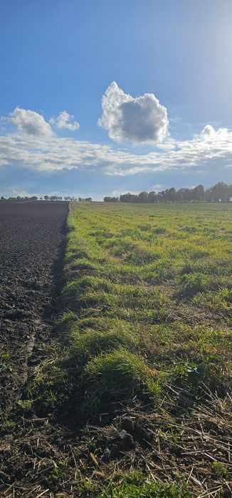 Działki Rolne , Czarnoziemy  przy drodze 1,5 ha Zimno gmina Łaszczów