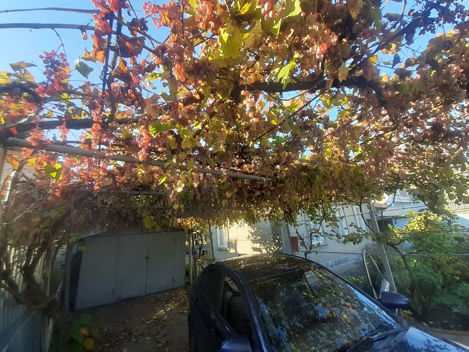 Отдам даром виноград, самосрыв, самовывоз. Слободка.