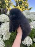 Szpic miniaturowy Pomeranian - suczka