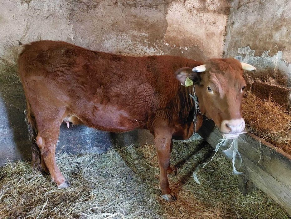 Krowa cielna 7 miesięcy