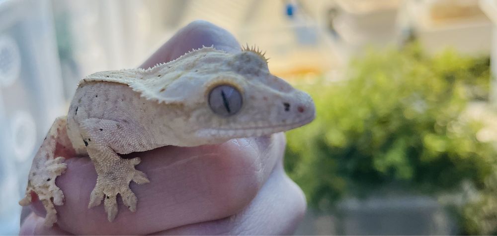 Gekon orzesiony, gekony orzesione