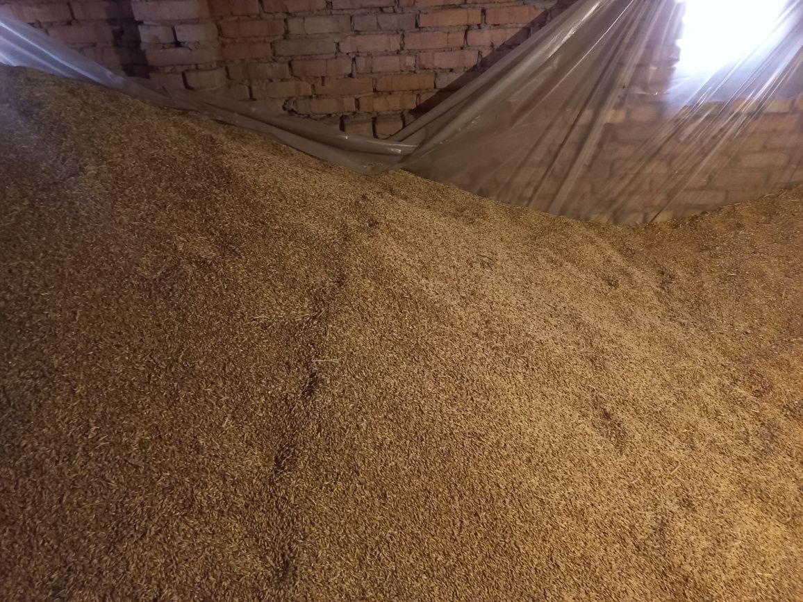Зерно ячменю і пшениці
