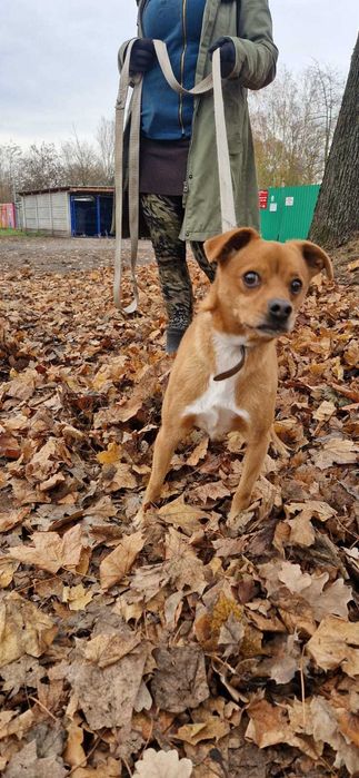 Aston - niewielki kundelek do adopcji!