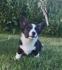 Welsh Corgi Cardigan FCI  suczka