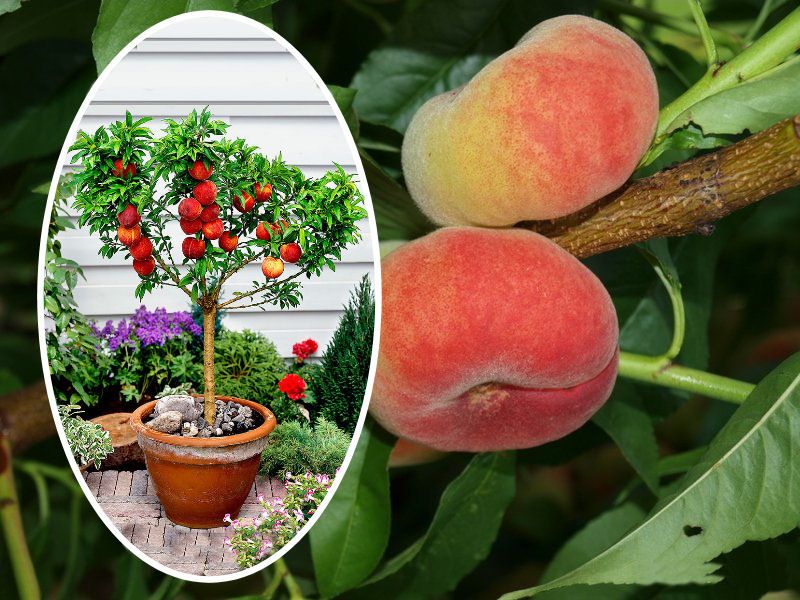 Brzoskwinia kolumnowa, drzewka owocowe, brzoskwinie - Inka, saturn