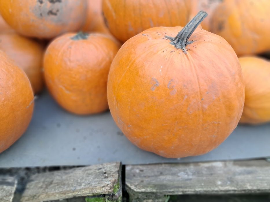 Dynia ozdobna oraz jadalna