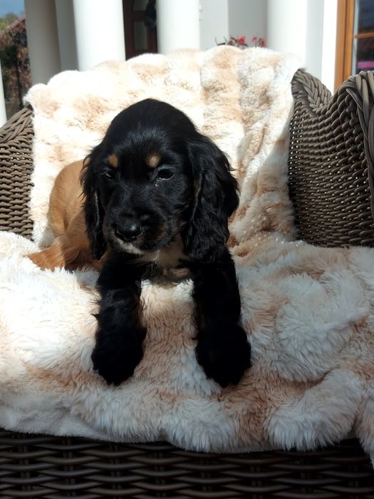 Piesek Cocker Spaniel Angielski