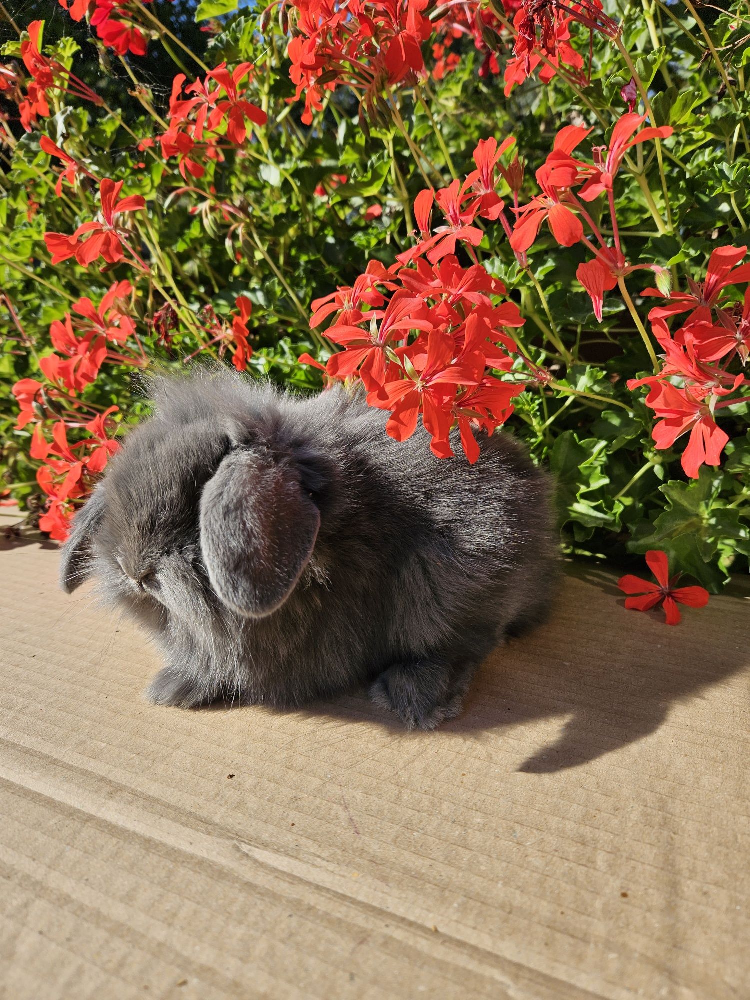 Mini Lop Króliki miniaturowe Baranek Niebieski. Mini Lop Blue.