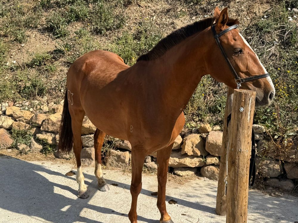 Égua Puro-Sangue - Lusitano Excelente Morfologia e Temperamento