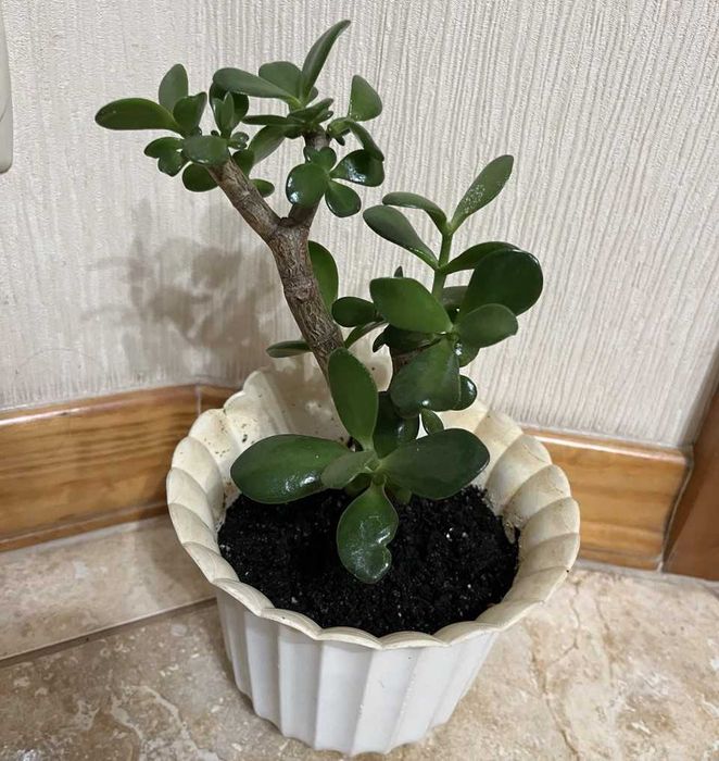 Красула "грошове дерево" товстянка