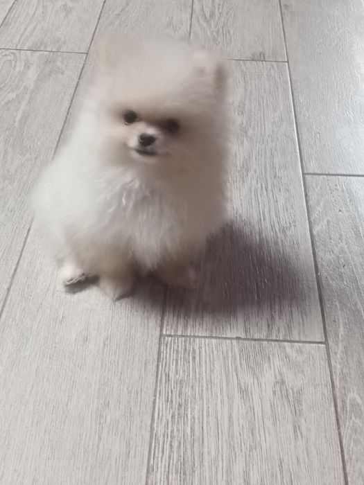 Pomeranian piesek