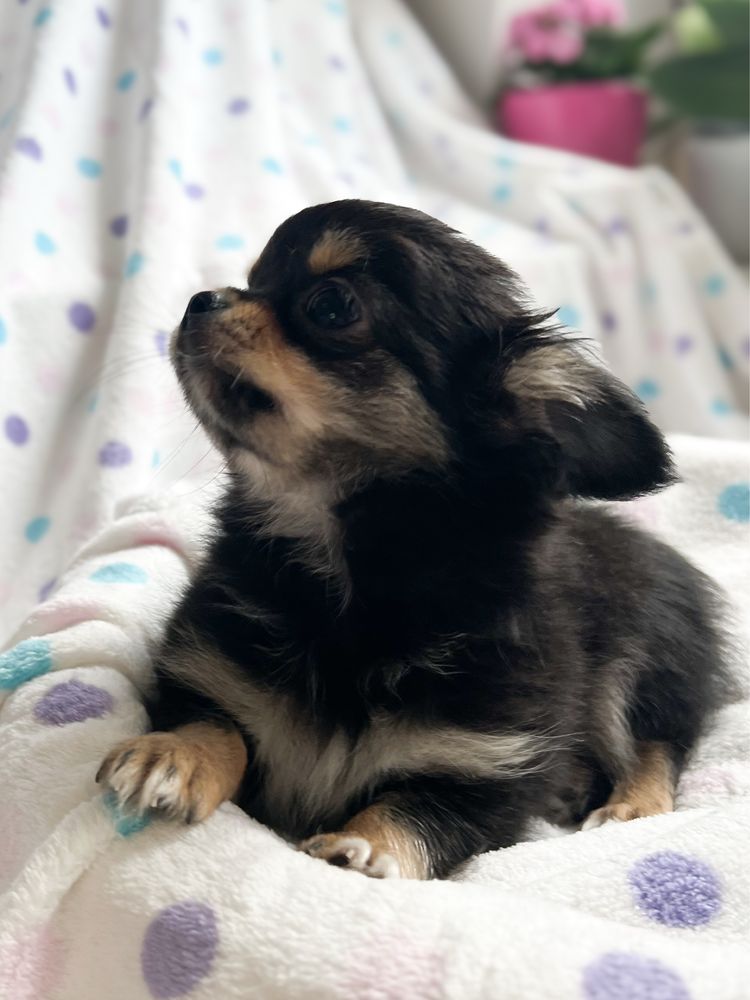 Chihuahua długowłosy słodziak