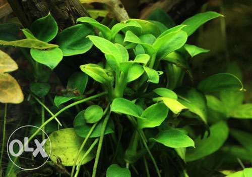 anubias nana PETIT RARYTAS