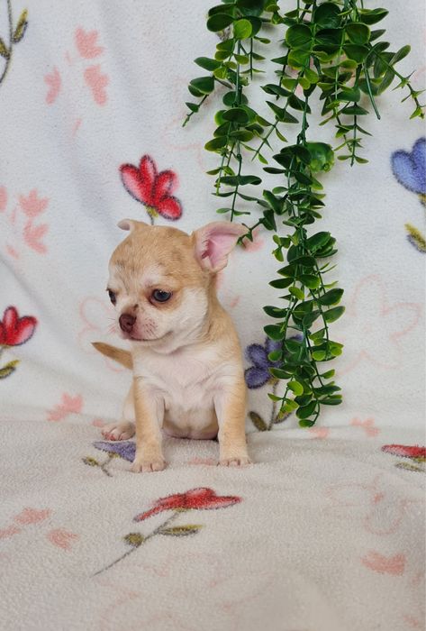 Excelente menina mini chihuahua/chiuaua linhagem Russa.Qualid