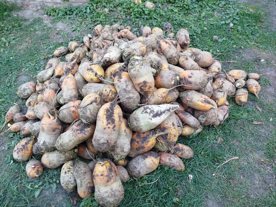 Кормові буряки   3 грн за кілограм .