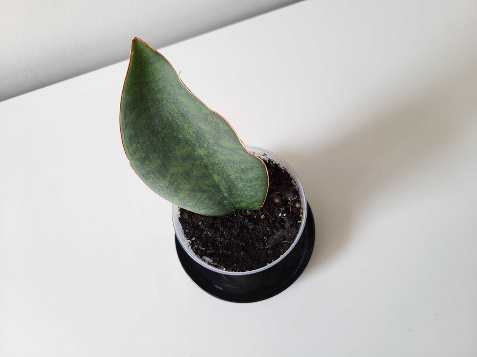 Sansevieria masoniana