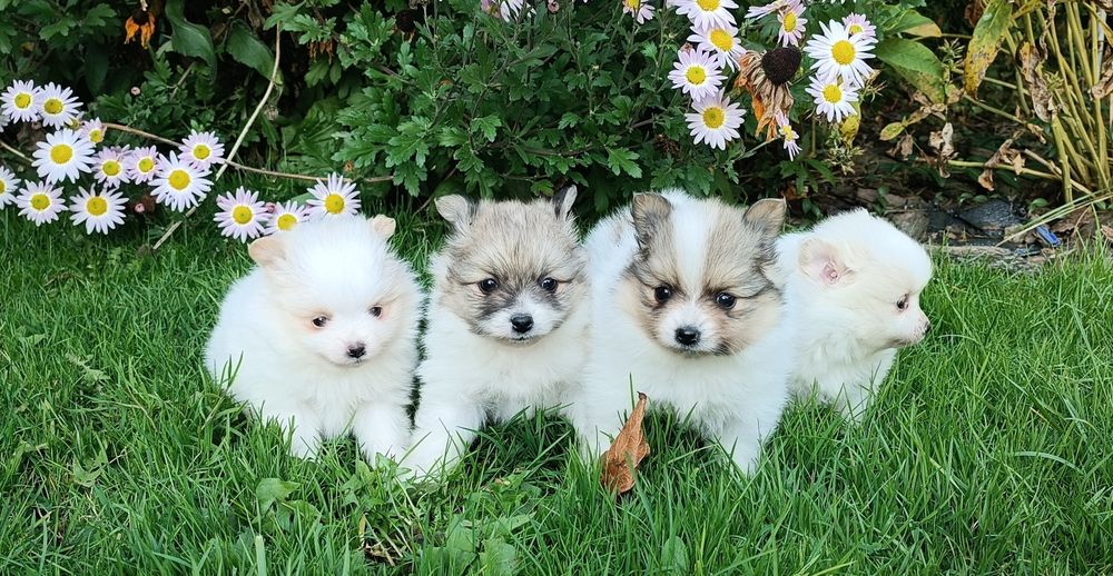 Szczeniak Szpic Miniaturowy