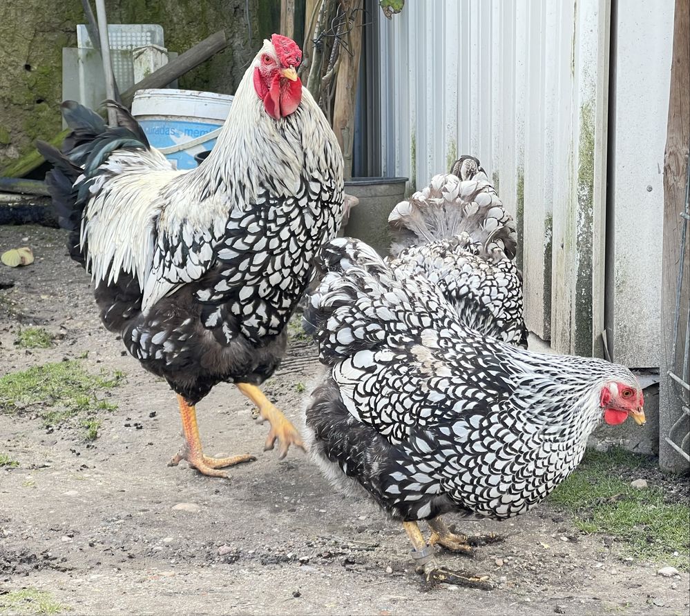 Ovos wyandotte prata