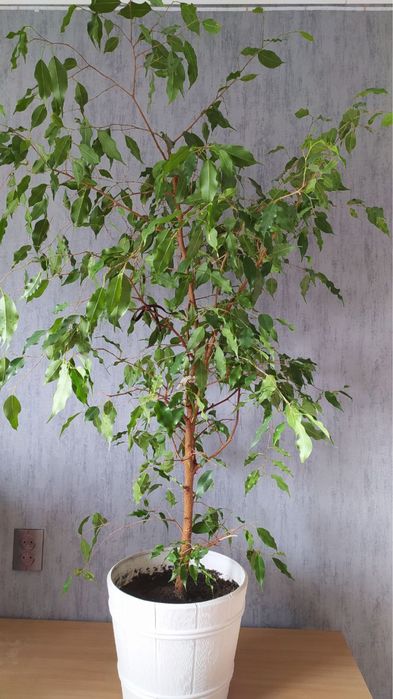 Фикус Бенджамина 110 см