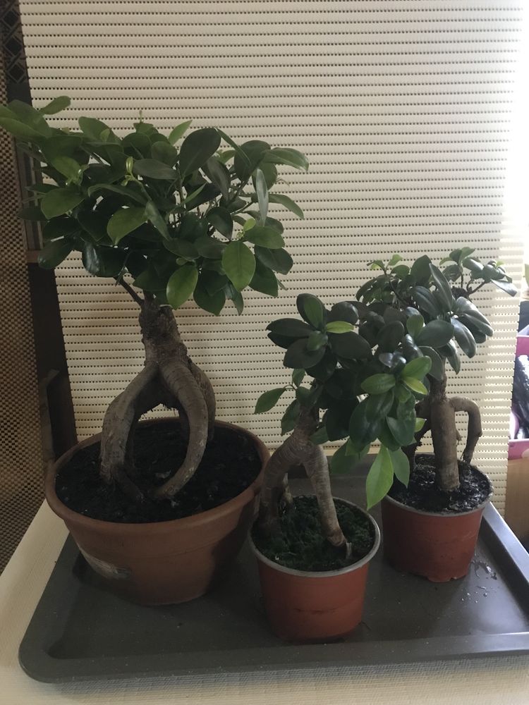 Rodzina Bonsai duza kpl. 3 szt.