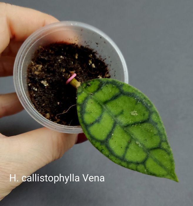 Хойя. Вкорінені Juannguoana,SilverMoon,lyiChina,Elliptica,Finlaysonii