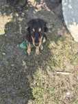 Piesek ( /Ares/ )