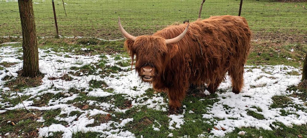 Krowy szkockie - Highland sprzedam