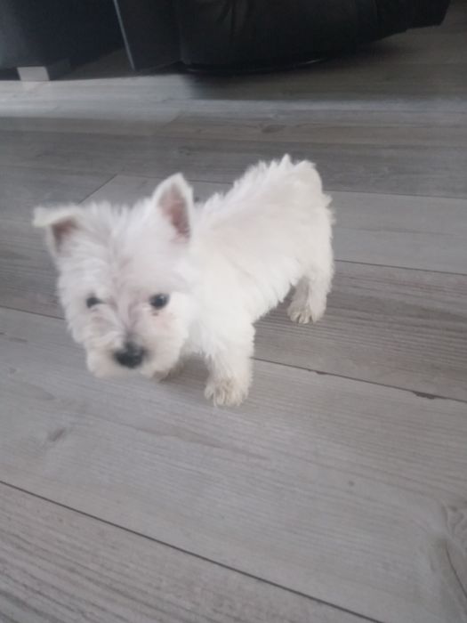 Piesek - West Highland White Terrier