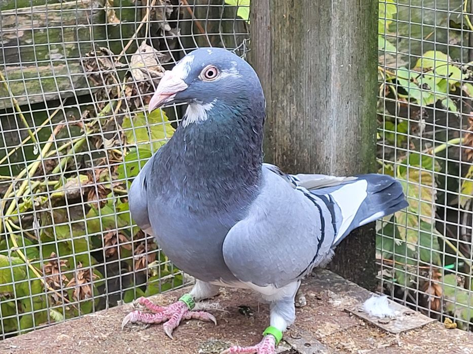 Gołębie staropolskie: para 10